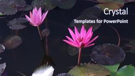  Presentation with water lily - Colorful presentation design enhanced with loto - beautiful water lily flower backdrop and a wine colored foreground