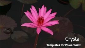  Presentation with water lily - Audience pleasing slide deck consisting of loto - beautiful water lily flower backdrop and a dark gray colored foreground
