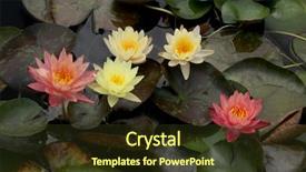  Presentation with water lily - Amazing slide deck having loto - beautiful water lily flowers backdrop and a tawny brown colored foreground