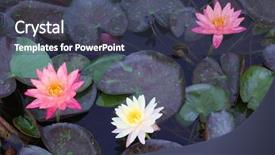  Presentation with water lily - Cool new presentation theme with loto - beautiful water lily flowers backdrop and a ocean colored foreground