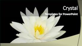  Presentation with lily lotus flower water - Cool new slides with loto - beautiful water lily isolated backdrop and a black colored foreground