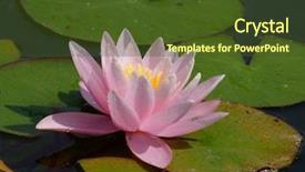  Presentation with park - Audience pleasing presentation consisting of loto - beautiful waterlily on pound backdrop and a tawny brown colored foreground