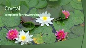  Presentation with park - PPT theme enhanced with loto - beautiful waterlily on pound background and a forest green colored foreground