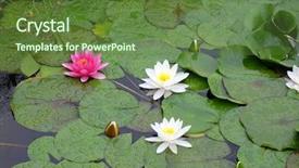  Presentation with safari park beautiful wildlife animal - Beautiful PPT layouts featuring loto - beautiful waterlily on pound backdrop and a tawny brown colored foreground