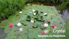  Presentation with safari park beautiful wildlife animal - Colorful slide set enhanced with loto - beautiful waterlily on pound backdrop and a ocean colored foreground