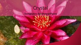  Presentation with park - PPT layouts featuring loto - beautiful waterlily on pound background and a coral colored foreground