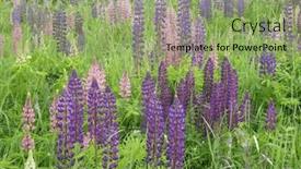  Presentation with beautiful green - Slide set having lots-of-colorful-lupine-flowers background and a seafoam green colored foreground