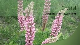  Presentation with beautiful green - Slide set featuring lots-of-colorful-lupine-flowers background and a seafoam green colored foreground