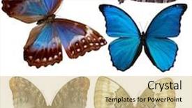  Presentation with butterflies - Audience pleasing presentation design consisting of lots of different multicolored butterflies backdrop and a lemonade colored foreground