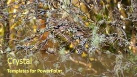  Presentation with green lake - Presentation theme having lots of pale grayish green background and a tawny brown colored foreground