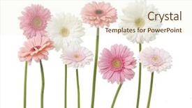  Presentation with daisy - PPT theme having lots of pink gerber daisies background and a cream colored foreground