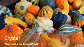  Presentation with harvest - Presentation theme enhanced with lots of pumpkins great background and a red colored foreground