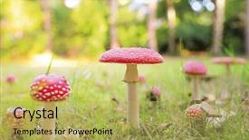  Presentation with mushroom - Audience pleasing presentation theme consisting of lots of red mushrooms backdrop and a yellow colored foreground