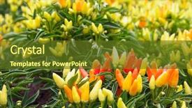  Presentation with red chilli - Slides featuring lots of red yellow and orange chilli peppers background and a tawny brown colored foreground