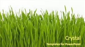  Presentation with tall - Cool new presentation theme with lots of wheat-grass isolated backdrop and a tawny brown colored foreground