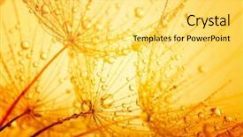  Presentation with abstract water drops - Slide deck with lotto flower - abstract macro photo of dandelion background and a yellow colored foreground