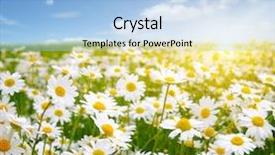  Presentation with sun blue sky and ocean - Audience pleasing PPT theme consisting of lotto flower - field of daisies blue sky backdrop and a light blue colored foreground