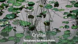  Presentation with reflecting - Presentation theme enhanced with lotus-and-herbs-leaves-reflecting background and a gray colored foreground