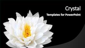  Presentation with lily lotus flower water - Slide set consisting of lotus bloom - white water lily with yellow background and a black colored foreground