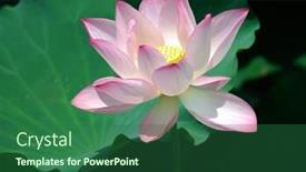  Presentation with bloom - Slide deck with lotus bloom in the pond background and a ocean colored foreground