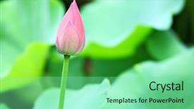  Presentation with pink lotus flower - Beautiful slide deck featuring lotus bud backdrop and a seafoam green colored foreground