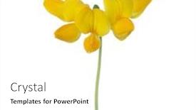  Presentation with lotus - PPT layouts consisting of lotus-corniculatus-eggs-and-bacon background and a white colored foreground