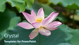  Presentation with lotus - Presentation theme having lotus-flower-and-lotus-flower background and a ocean colored foreground
