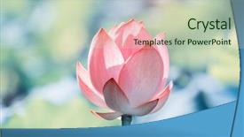  Presentation with lotus - Colorful presentation enhanced with lotus flower and lotus flower backdrop and a soft green colored foreground