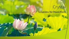  Presentation with lotus flower - PPT theme with lotus-flower-and-lotus-flower background and a yellow colored foreground