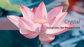  Presentation with lotus flower - PPT layouts featuring lotus-flower-and-lotus-flower background and a lemonade colored foreground