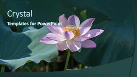  Presentation with lotus flower - 
