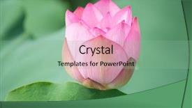  Presentation with pink lotus flower - Cool new slide set with lotus flower and lotus flower backdrop and a seafoam green colored foreground