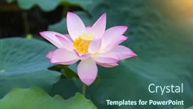  Presentation with lotus - 