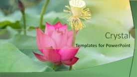  Presentation with lotus - Audience pleasing theme consisting of lotus-flower-and-lotus-flower backdrop and a mint green colored foreground