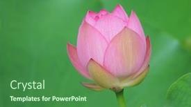  Presentation with lotus flower - Amazing slides having lotus flower and lotus flower plants backdrop and a forest green colored foreground