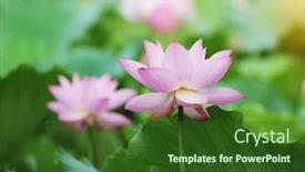  Presentation with lotus flower - Beautiful PPT theme featuring lotus-flower-and-lotus-flower backdrop and a forest green colored foreground