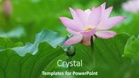  Presentation with lotus - 