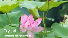  Presentation with lotus flower - Audience pleasing presentation consisting of lotus-flower-and-lotus-flower backdrop and a seafoam green colored foreground