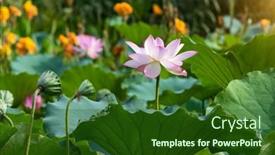  Presentation with lotus flower - 