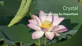  Presentation with lotus - 