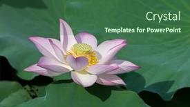  Presentation with lotus - Colorful PPT theme enhanced with lotus-flower-and-lotus-flower backdrop and a ocean colored foreground