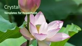  Presentation with lotus - 