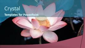 Presentation with lotus flower - Colorful presentation enhanced with lotus-flower-and-lotus-flower backdrop and a ocean colored foreground
