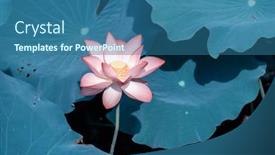  Presentation with lotus - 