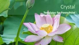  Presentation with lotus flower - PPT theme featuring lotus-flower-and-lotus-flower background and a ocean colored foreground