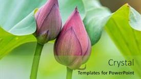  Presentation with lotus - Amazing slides having lotus-flower-and-lotus-flower backdrop and a yellow colored foreground