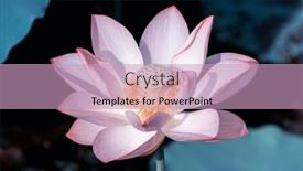  Presentation with lotus flower - 