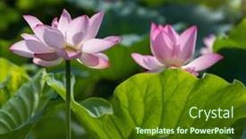  Presentation with lotus - 