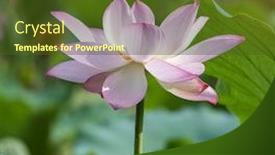  Presentation with lotus flower - Cool new slide deck with lotus flower and lotus flower plants backdrop and a tawny brown colored foreground