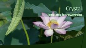  Presentation with lotus - 